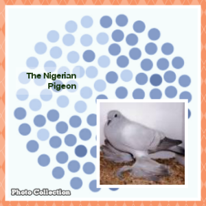 The Nigerian Pigeon News Logo